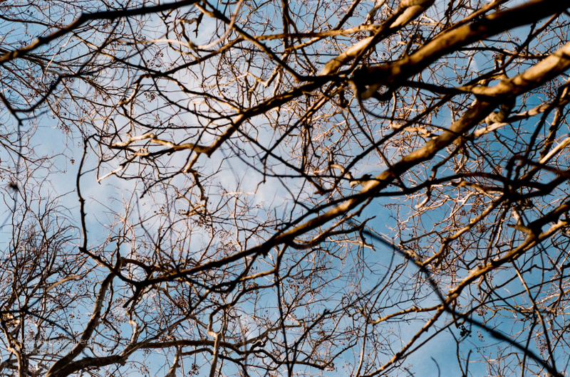 Illustration for article titled Film From The Minolta XG-M Is Back, Plus A Super Moon